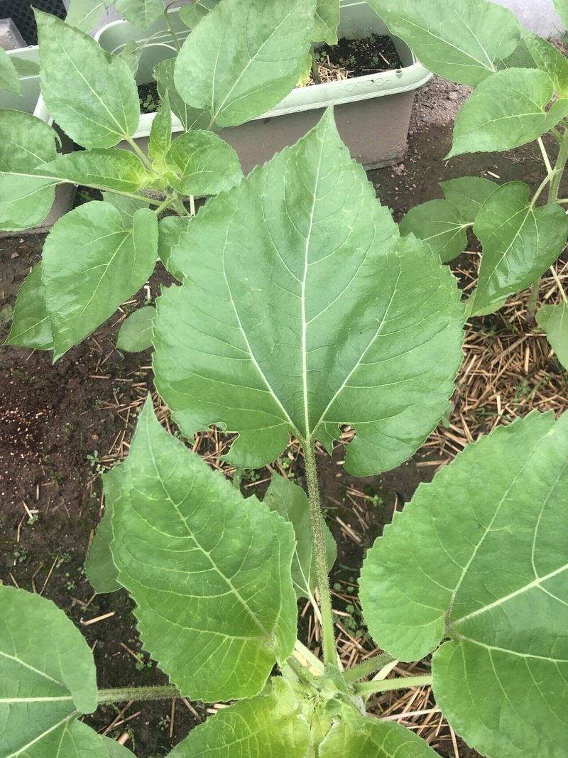 コンパニオンプランツを植える Shabe Note コンパニオンプランツを植える Shabe Note