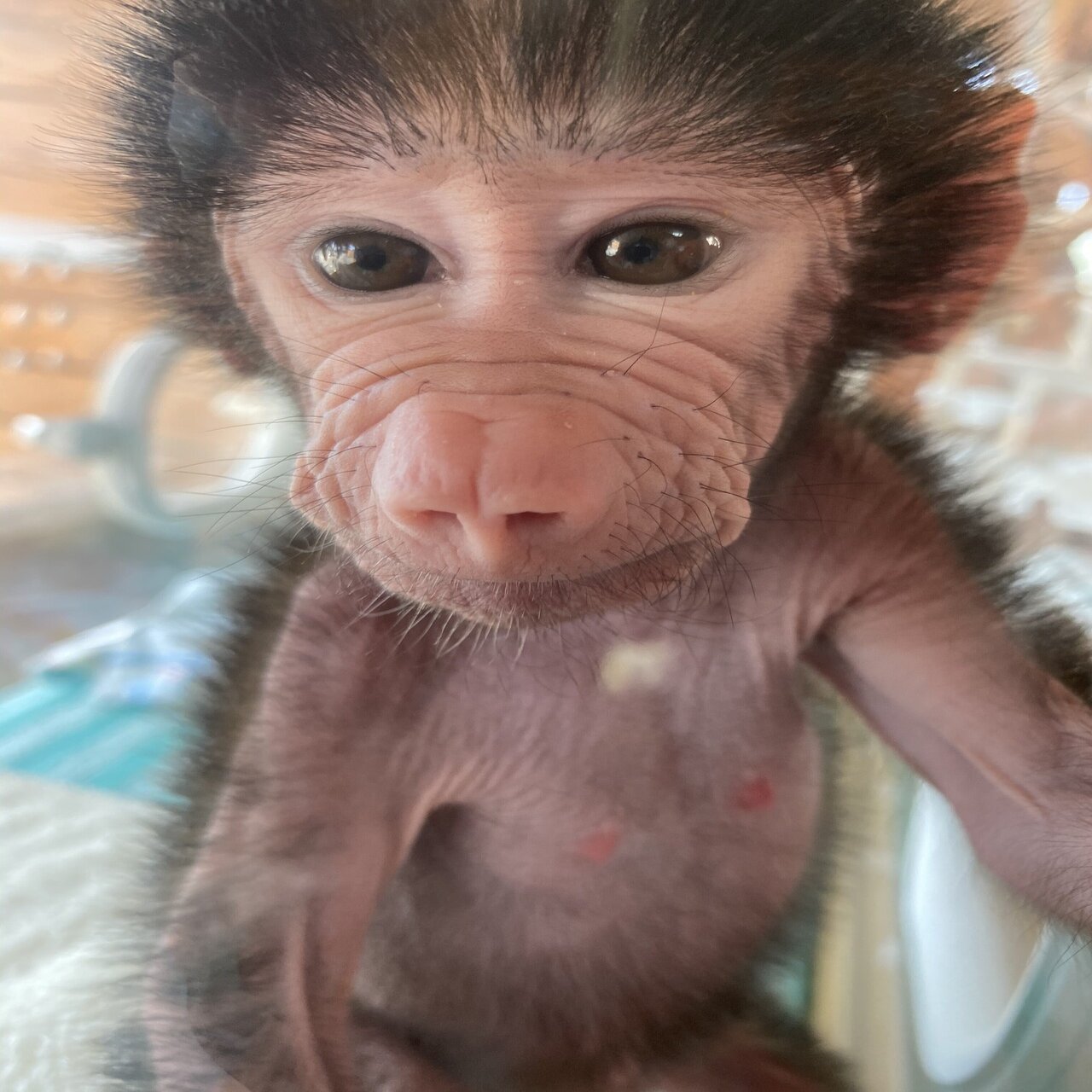 マントヒヒの赤ちゃんを人工哺育しています 那須ワールドモンキーパーク Note