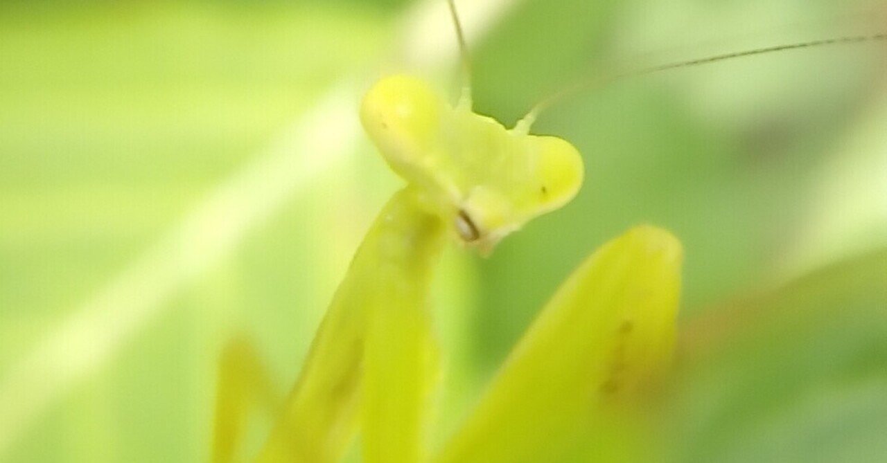 ７月６日のハラビロカマキリ幼虫 過去のハエトリグモ カマキリ写真をトリミング 月澄狸 Note