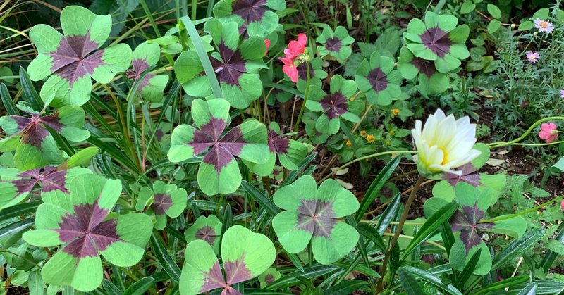 パズルのピースが埋まっていく らいとさん Note