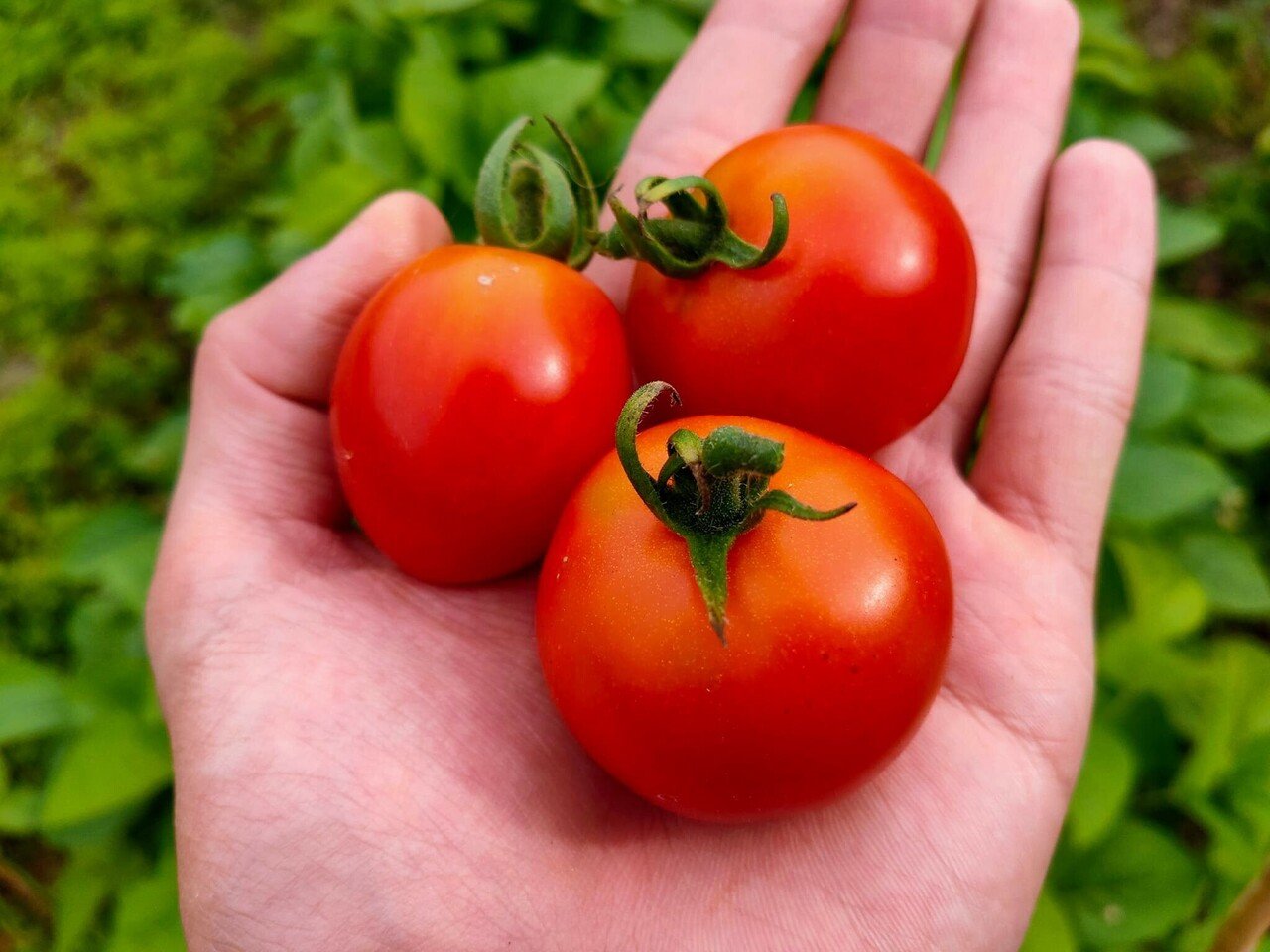 光源氏もきっと一途に好きになる うちのかわいいミニトマト からちゃん 島旅農園 ほとり Note