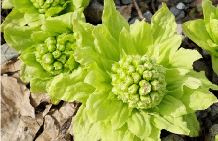 蕗 海老散創真 Note