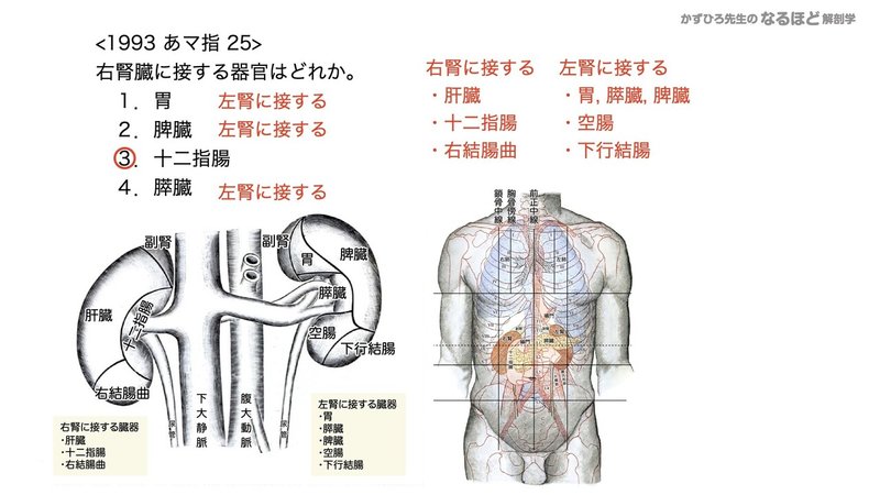 【徹底的国試対策】5-1 泌尿器系 - 腎臓.145