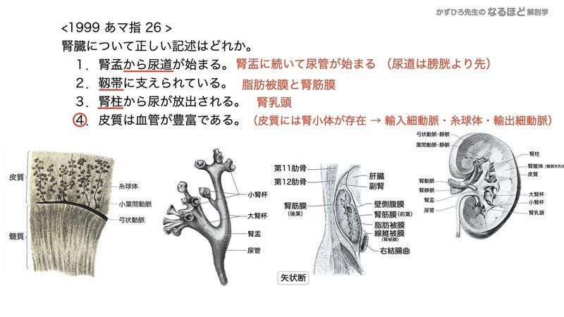 【徹底的国試対策】5-1 泌尿器系 - 腎臓.149