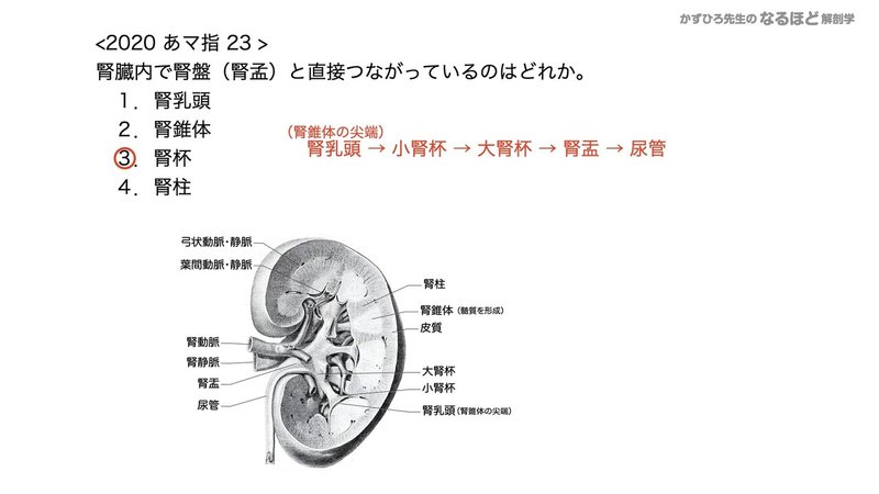 【徹底的国試対策】5-1 泌尿器系 - 腎臓.153