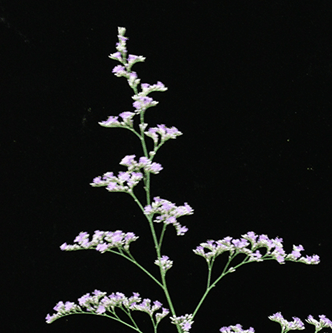 スターチスの鮮度保持方法（まとめ）｜MPSジャパン