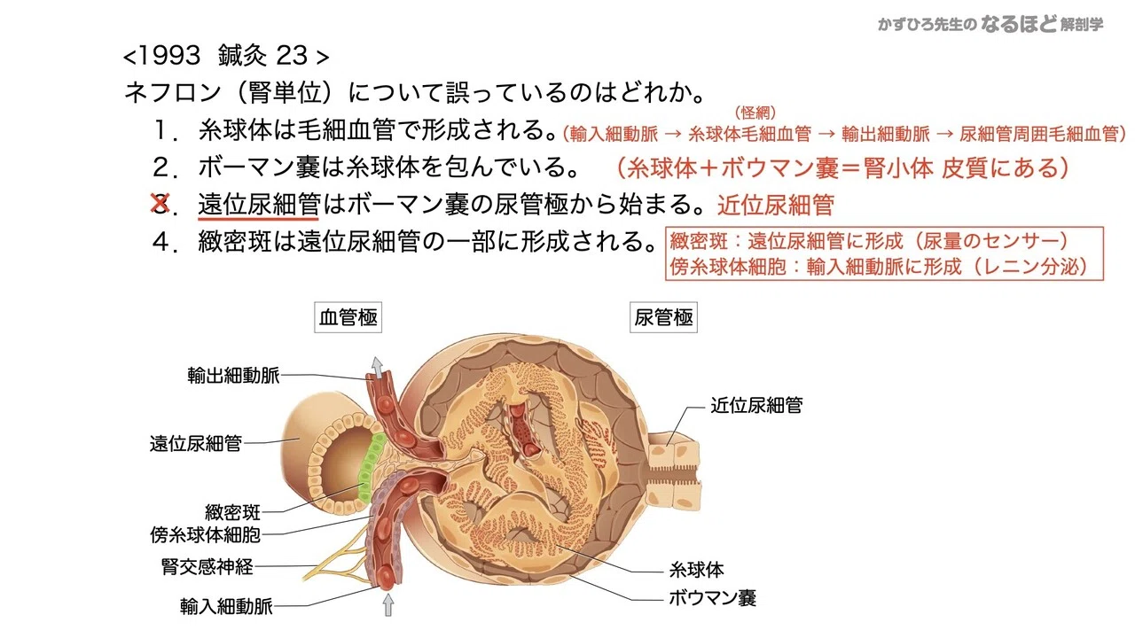 腎臓 について 正しい の は どれ か