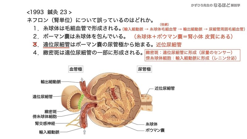 【徹底的国試対策】5-1 泌尿器系 - 腎臓.154