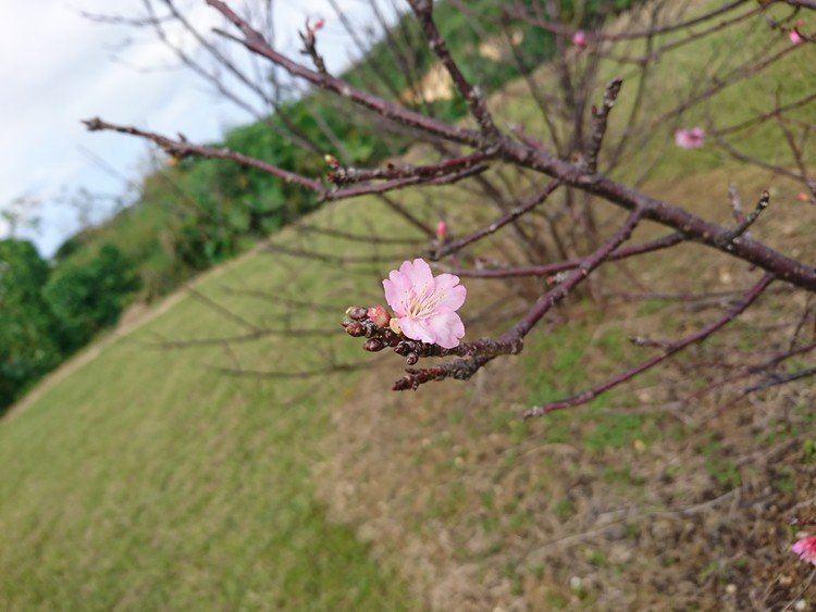 サクラサク！
島はそろそろ桜の季節になります。
島の桜前線は南下するって、知ってましたか？
ロケ地　上野改善センター