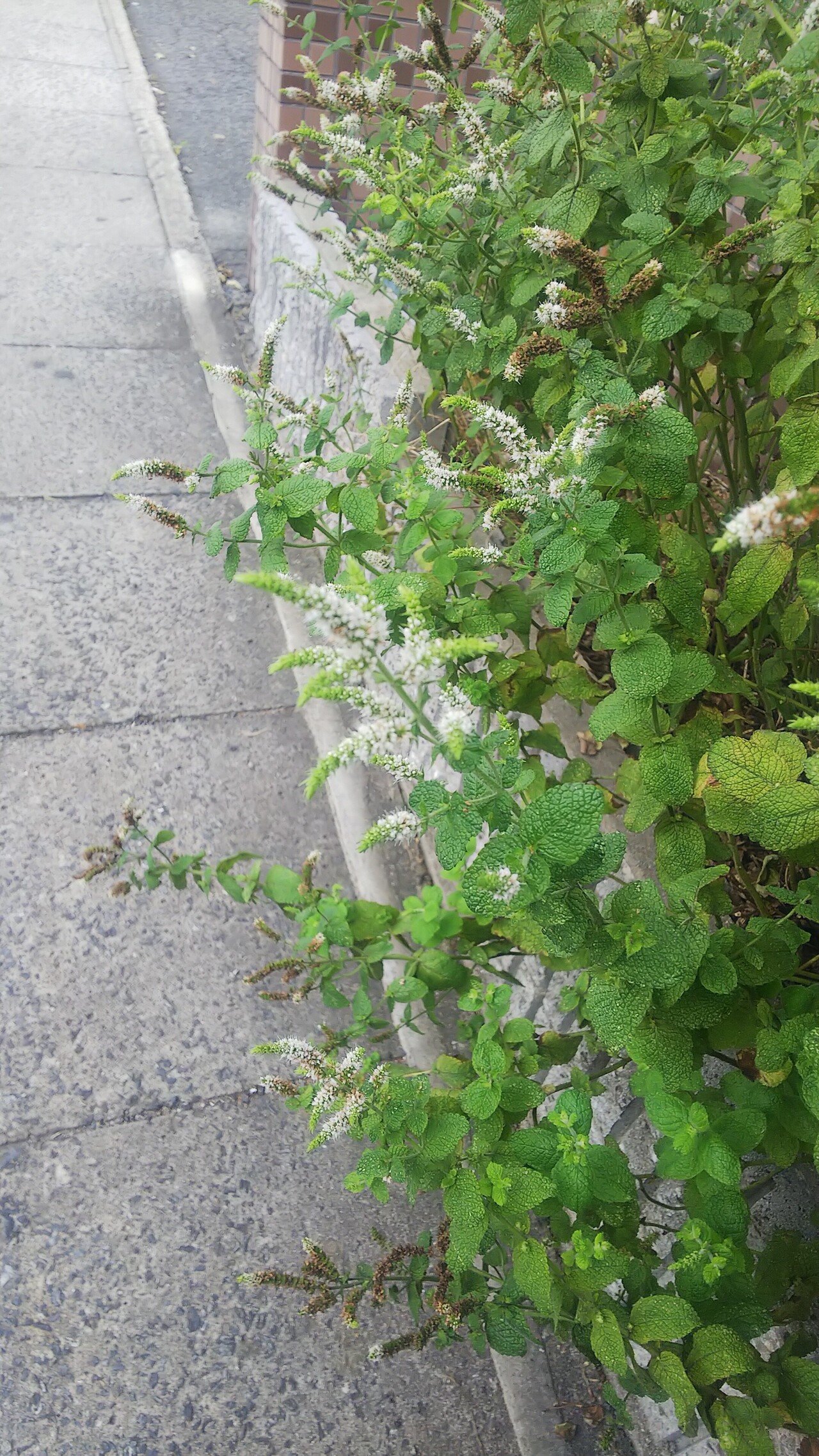 スペアミント オランダハッカ あおはくたき Note