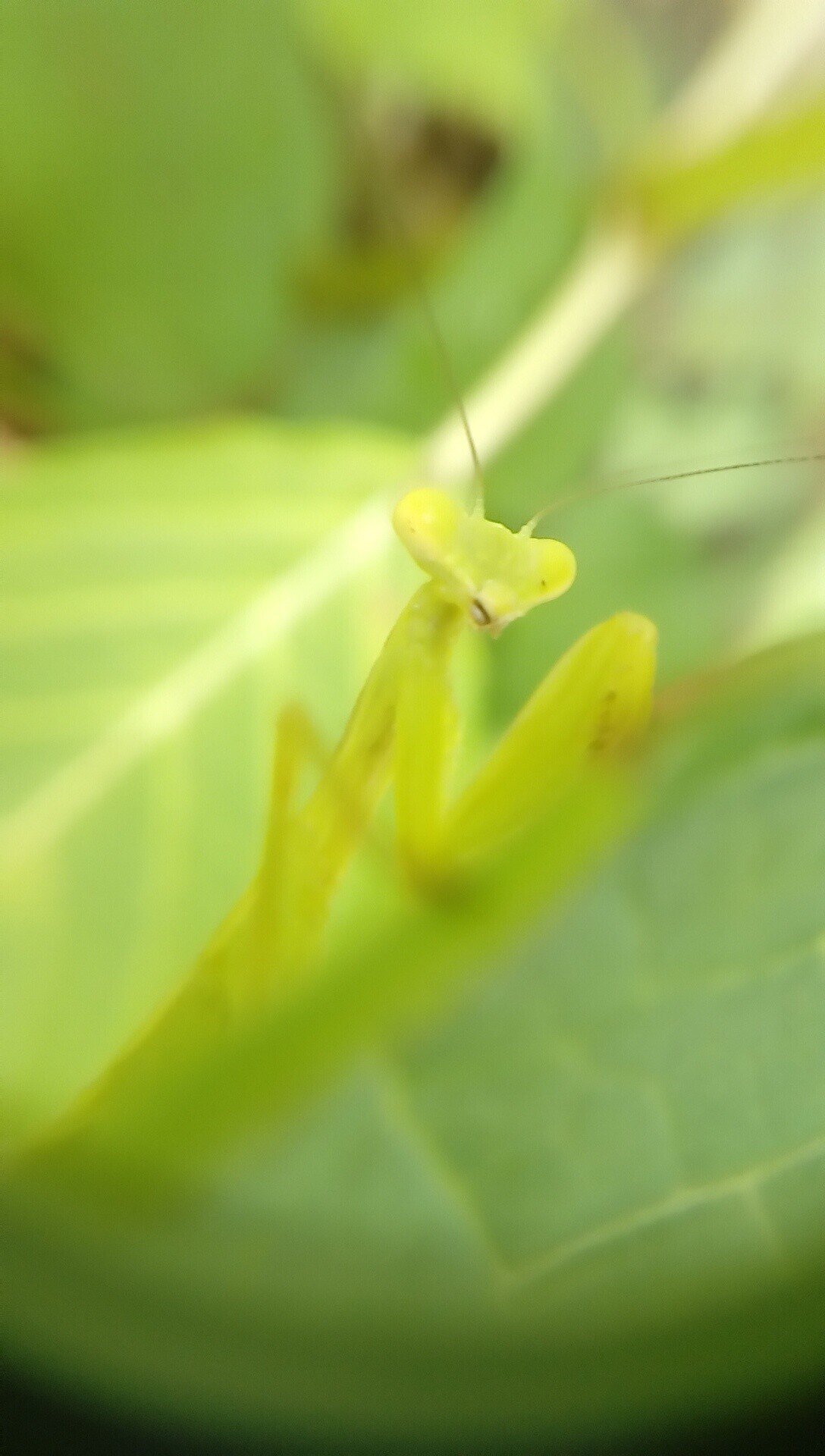 7月6日のハラビロカマキリ幼虫 過去のハエトリグモ カマキリ写真をトリミング 月澄狸 Note 7月6日のハラビロカマキリ幼虫 過去のハエトリグモ カマキリ写真をトリミング 月澄狸 Note