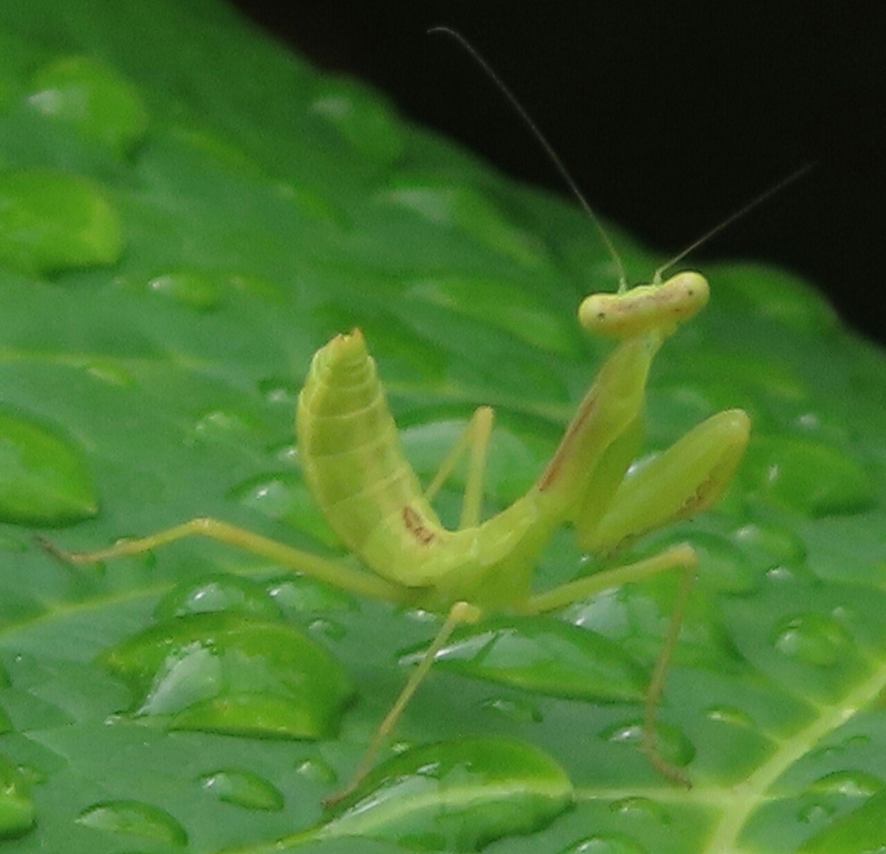 ７月６日のハラビロカマキリ幼虫 過去のハエトリグモ カマキリ写真をトリミング 月澄狸 Note