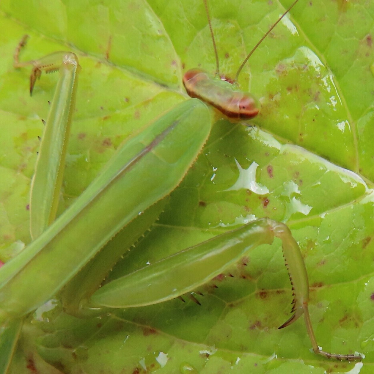 ７月６日のハラビロカマキリ幼虫 過去のハエトリグモ カマキリ写真をトリミング 月澄狸 Note