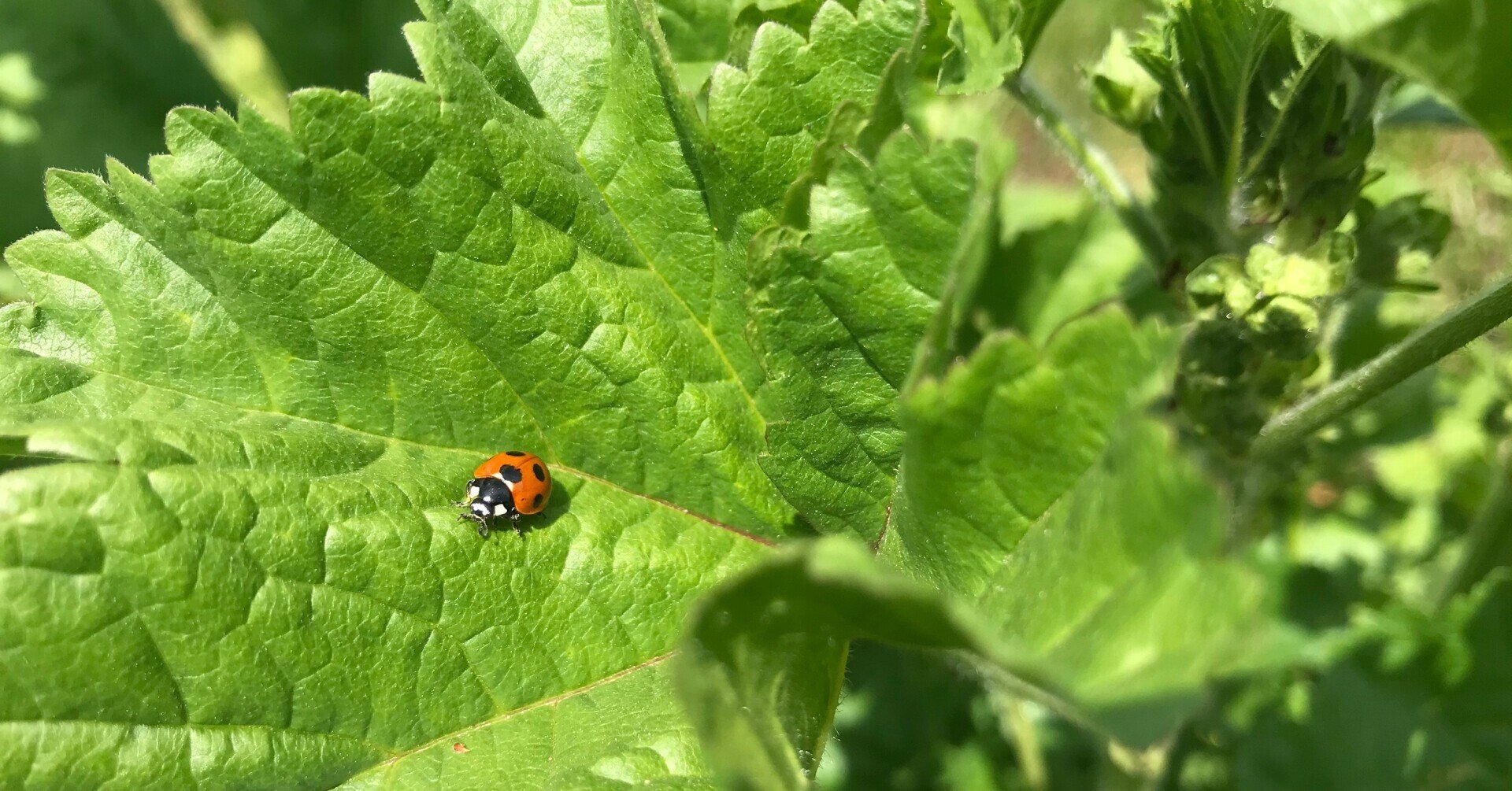 虫にもやっぱり意味がある My Sweet Mallow じゆうな木 Note