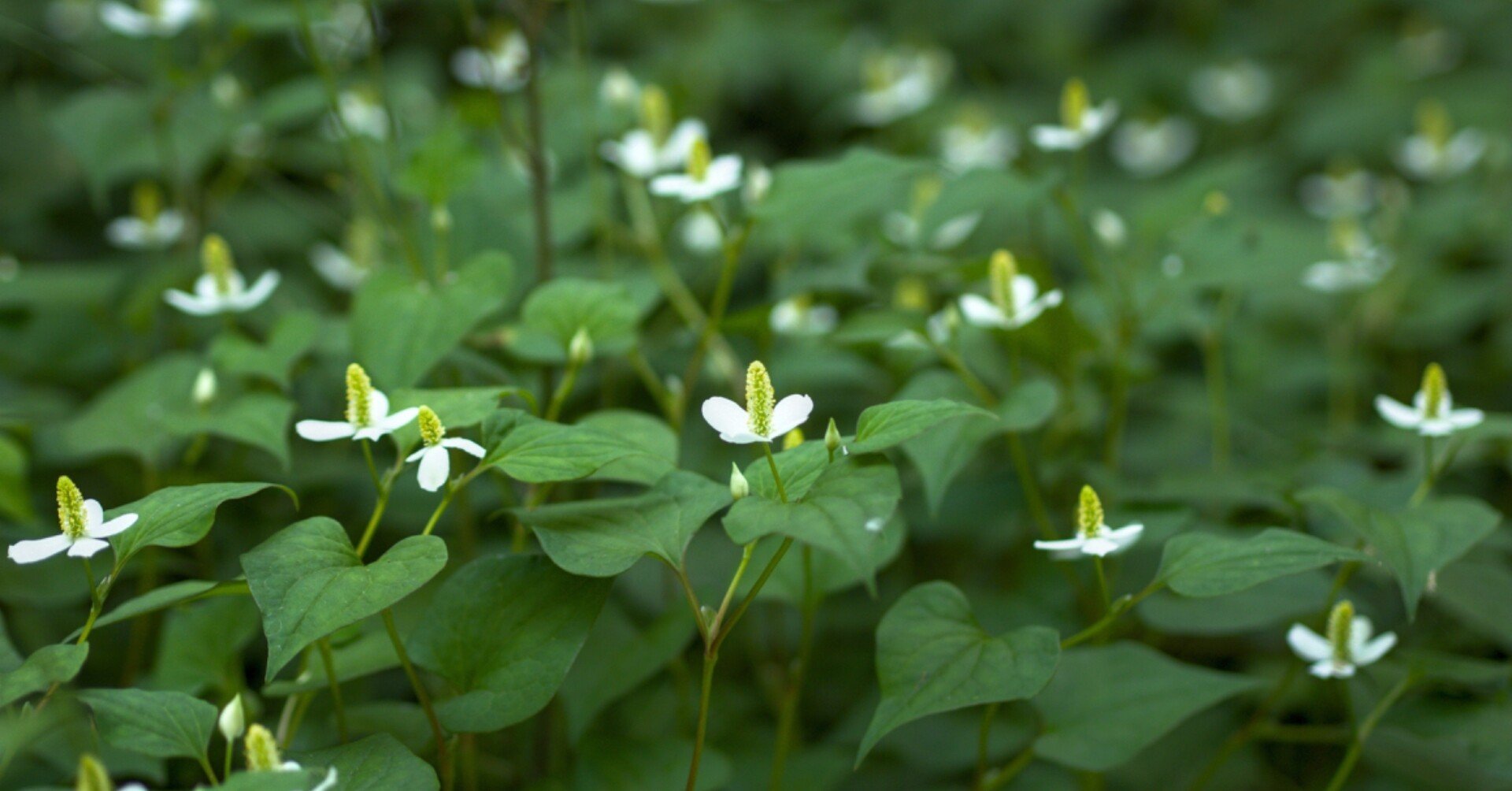 ドクダミを鼻に詰めてみました 絢 高知 Note