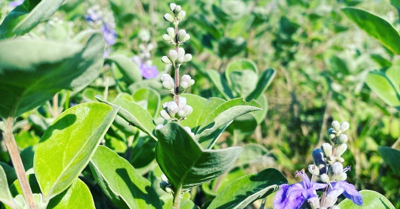 言葉にしなくても伝わるなんて 嘘だ 碧月はる Note