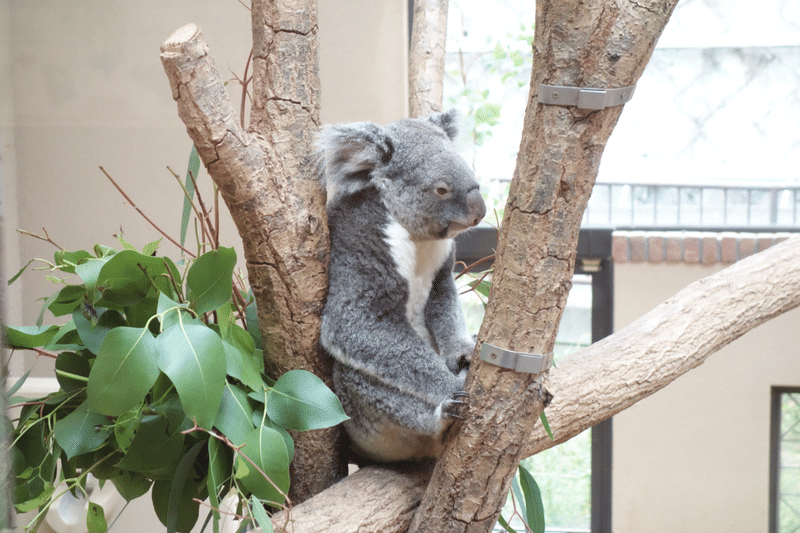 王子動物園のコアラで癒される さんちゃん Note