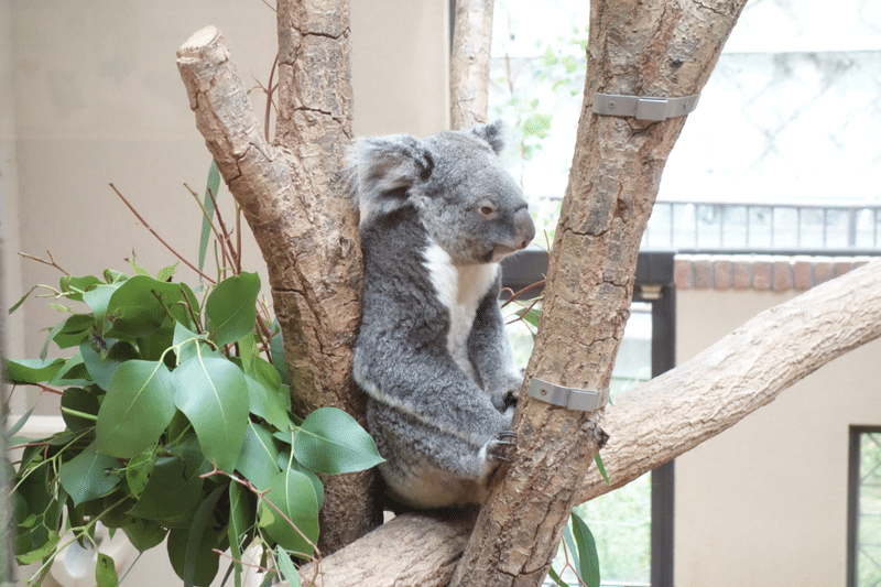 王子動物園のコアラで癒される さんちゃん Note 王子動物園のコアラで癒される さんちゃん Note