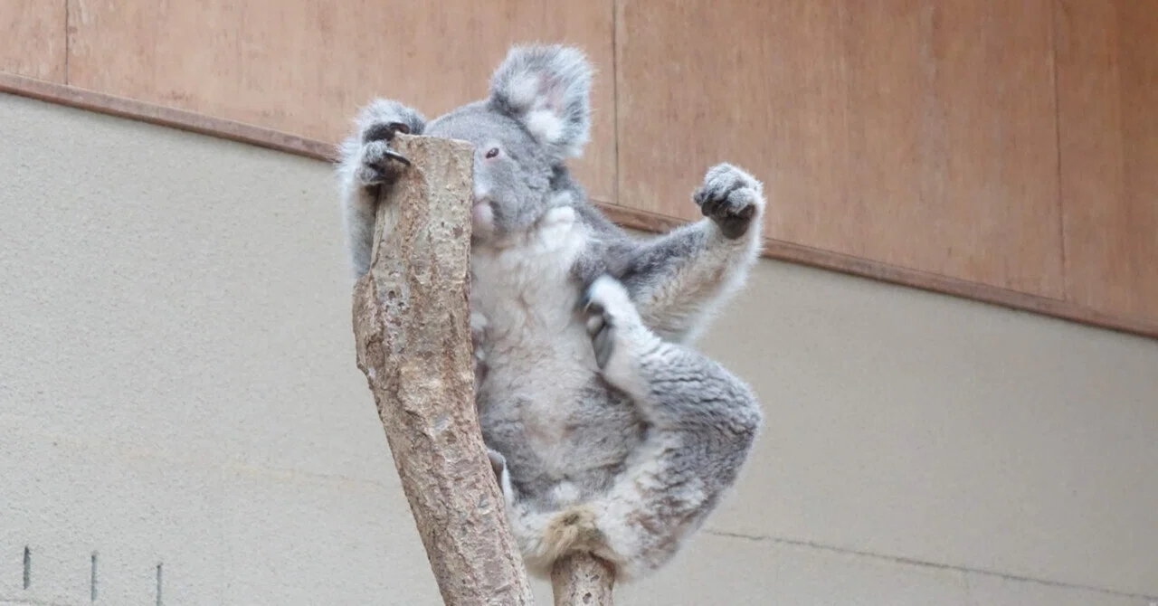 王子動物園のコアラで癒される?｜猫の名前は将軍様
