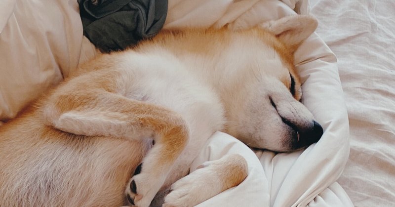 夏はボクみたいにヘソ天 じゃなくてお昼寝してね Kimie Note