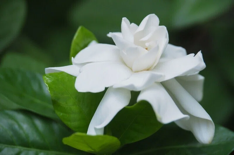 どう見ても異なる花なのに同じ「クチナシ」 タイでどこにでも咲く花-34