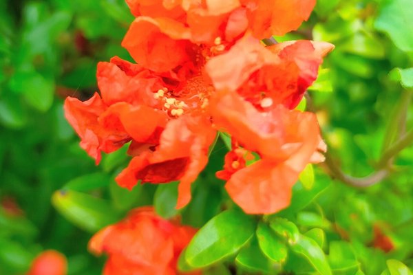ザクロの花言葉子孫の守護 の新着タグ記事一覧 Note つくる つながる とどける ザクロの花言葉子孫の守護 の新着タグ記事一覧 Note つくる つながる とどける