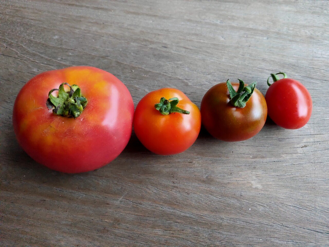 光源氏もきっと一途に好きになる うちのかわいいミニトマト 唐崎翔太 島旅農園 ほとり Note