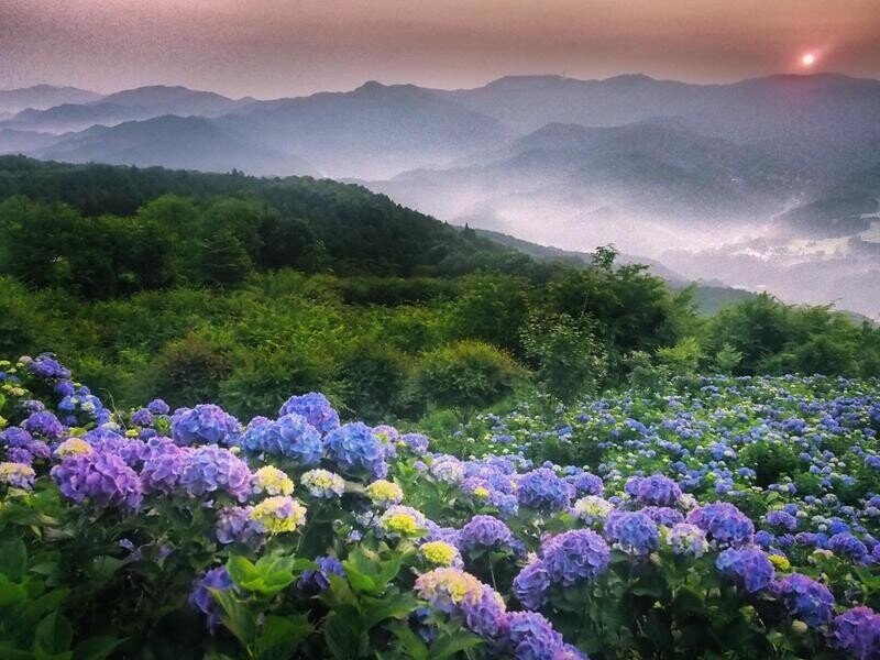美の山紫陽花