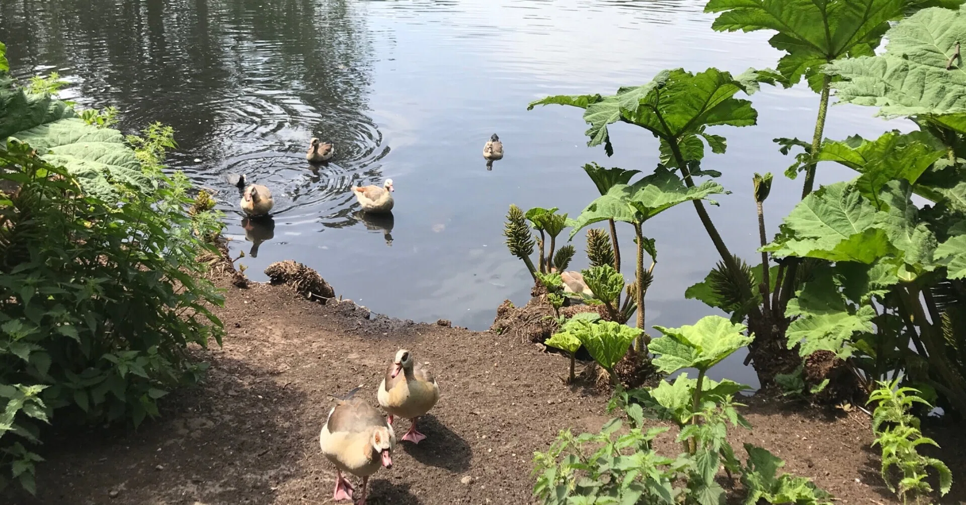 オシドリの色が変わった！水鳥たちのお話つづき｜もわりー