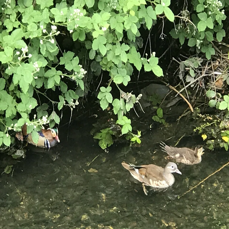 オシドリの色が変わった！水鳥たちのお話つづき｜もわりー
