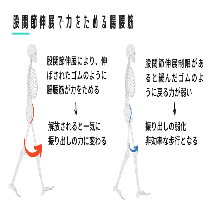 股関節からみた変形性膝関節症｜武田 純一
