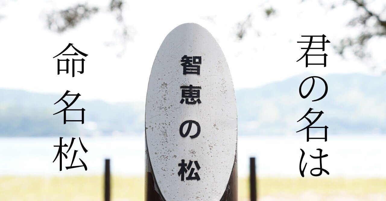 天橋立 ５ その松 名前で呼んであげて 天橋立の 命名松 宮津市広報