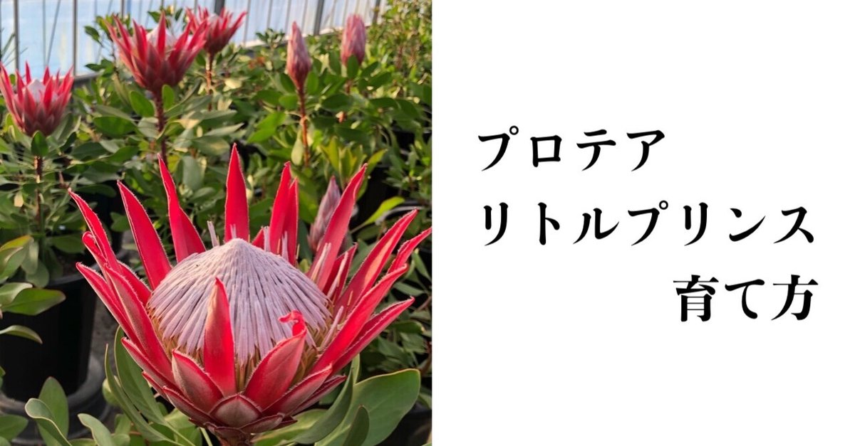 プロテアリトルプリンスの育て方｜ワタライタクヤノート