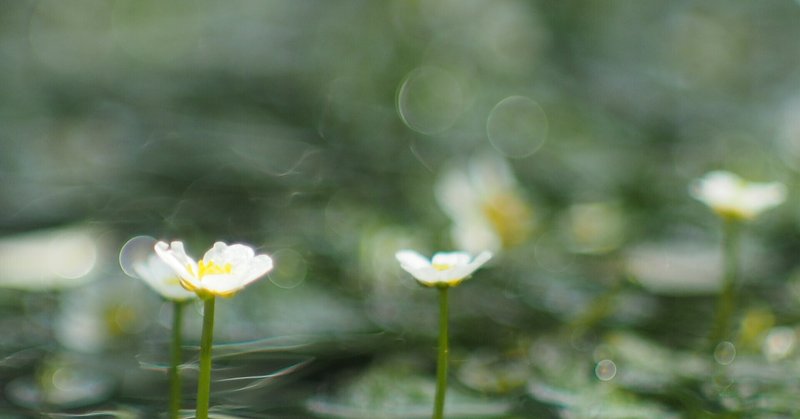 オフィーリアの花