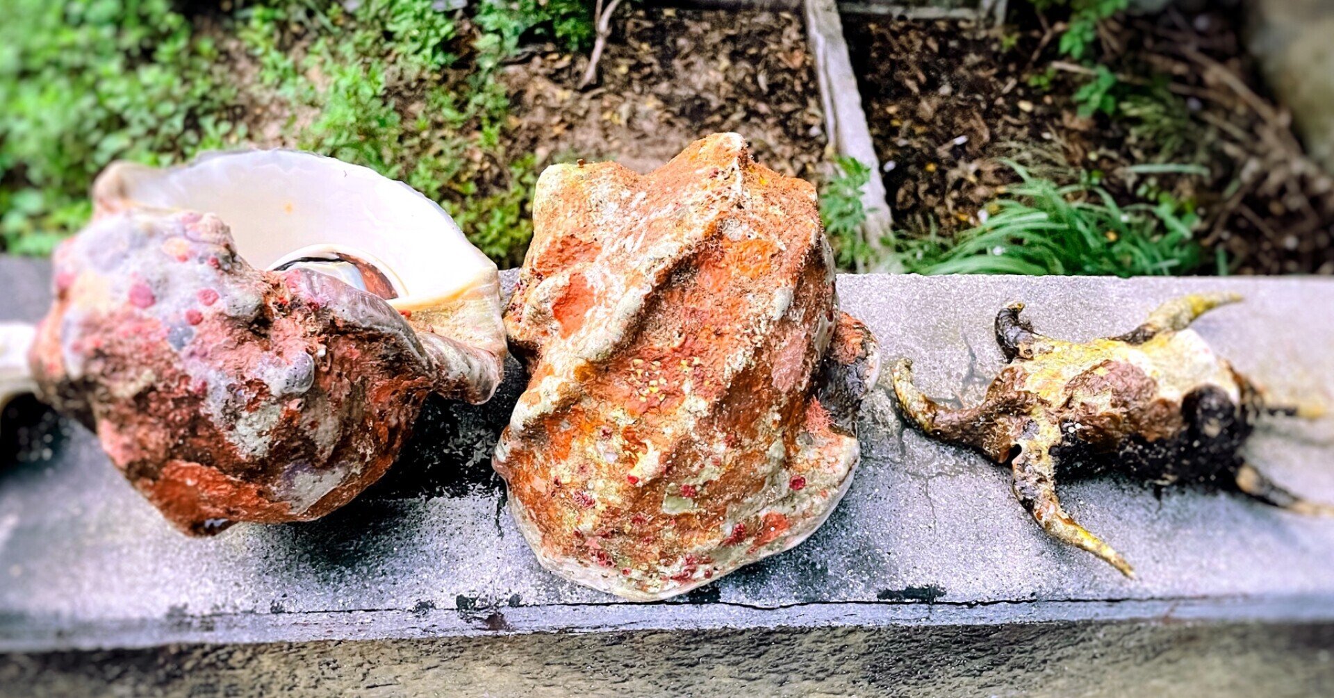 貝殻 貝殻シート#23 ブラックリップ（クロチョウガイ）【14×24cm 厚さ0.18