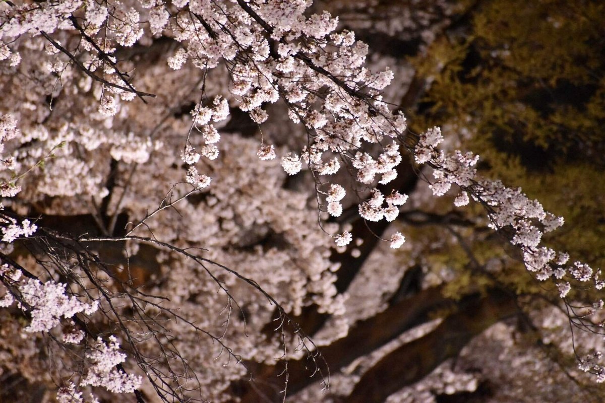 高崎城址公園の夜桜