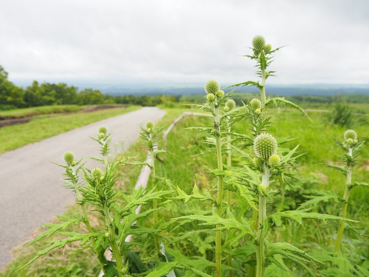 ヒゴタイの蕾が出てきました 産山村観光協会 Note ヒゴタイの蕾が出てきました 産山村観光協会 Note