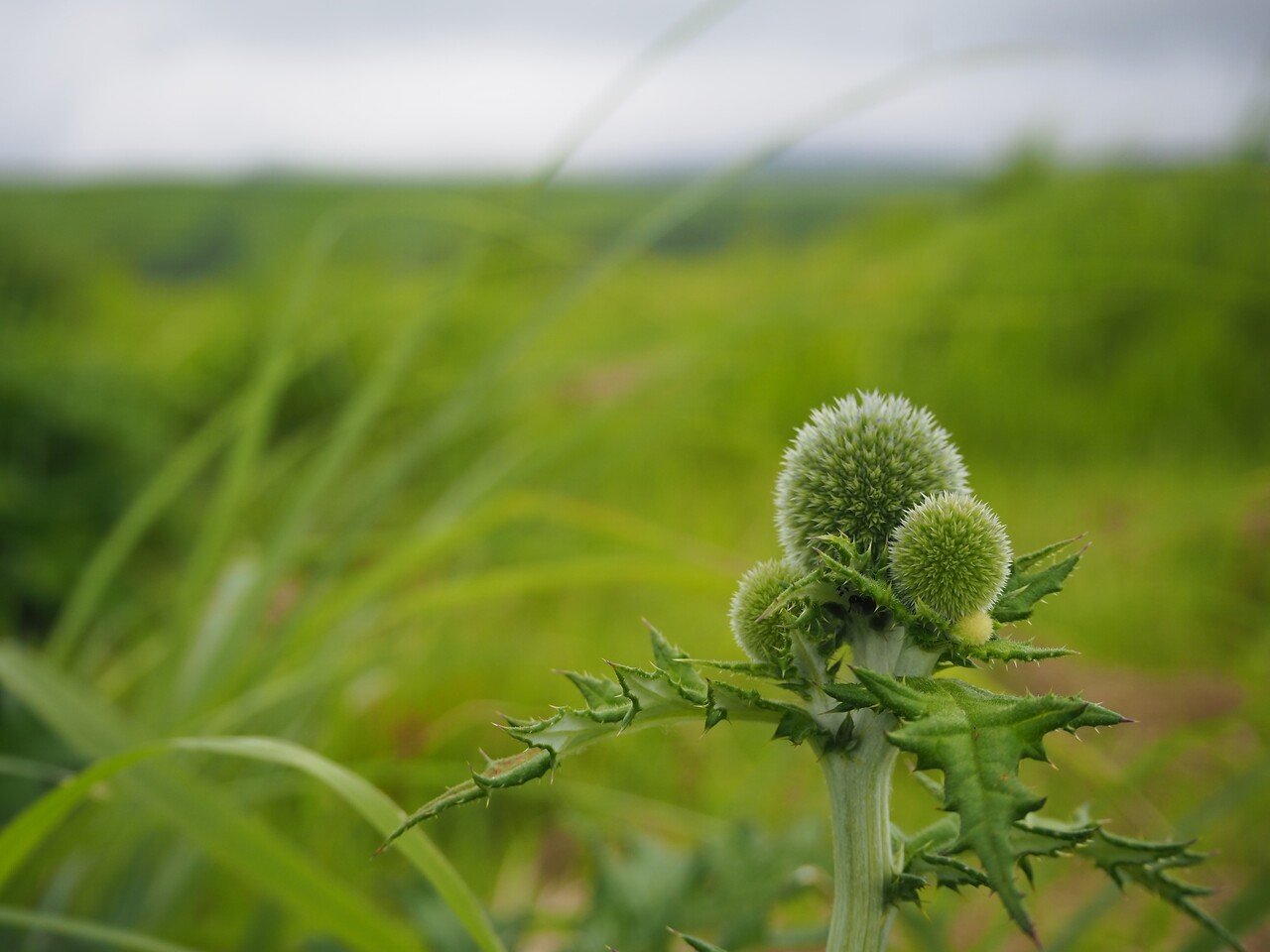 ヒゴタイの蕾が出てきました 産山村観光協会 Note ヒゴタイの蕾が出てきました 産山村観光協会 Note