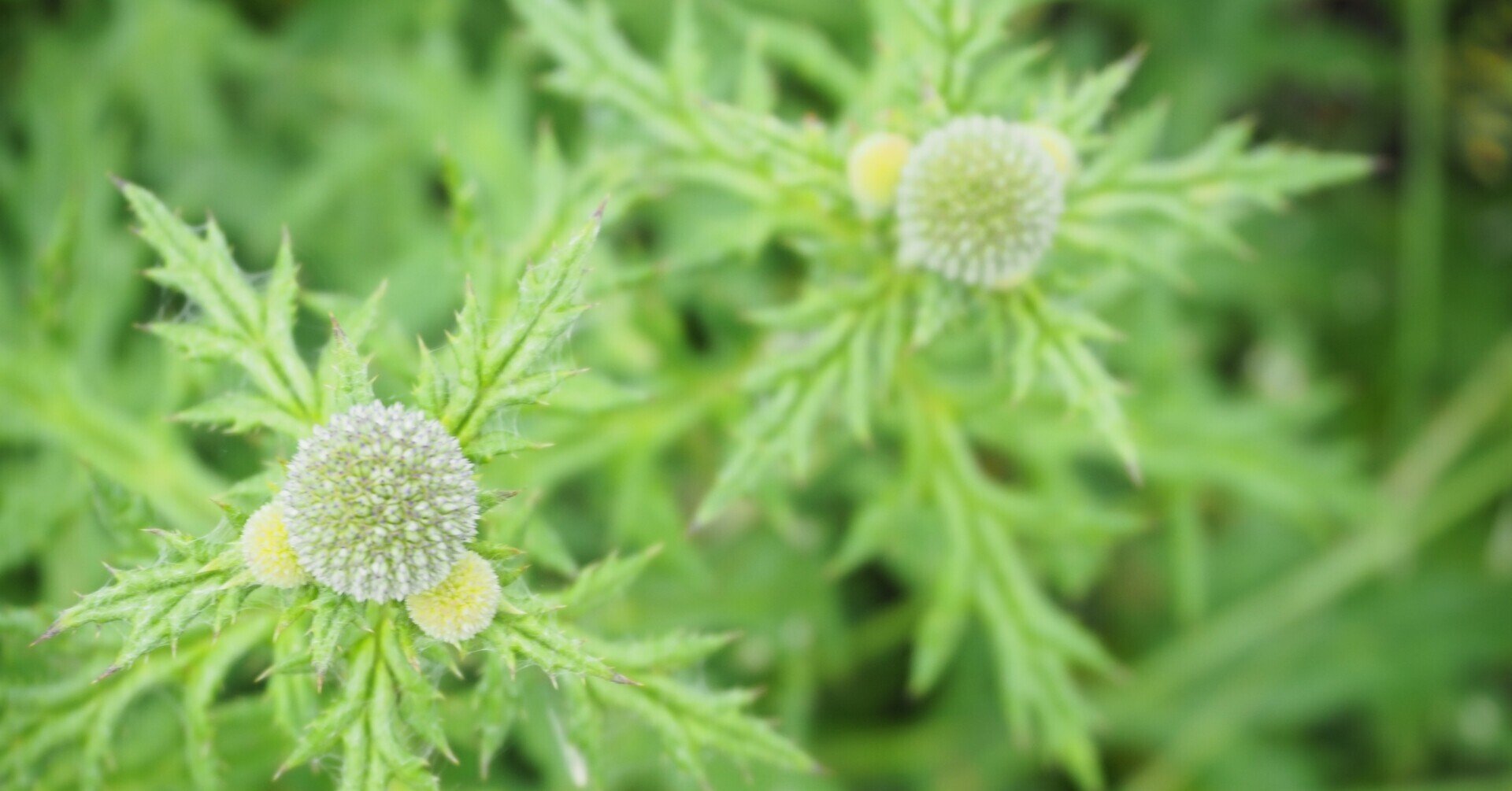 ヒゴタイの蕾が出てきました 産山村観光協会 Note ヒゴタイの蕾が出てきました 産山村観光協会 Note