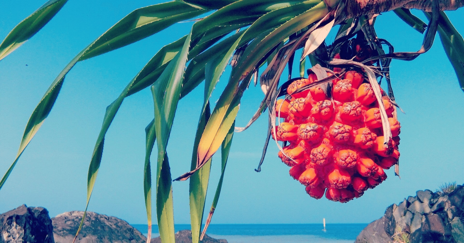 アダンの実の香り｜沖縄の匂い（3）【自宅に沖縄っぽさを】｜ガジュマル