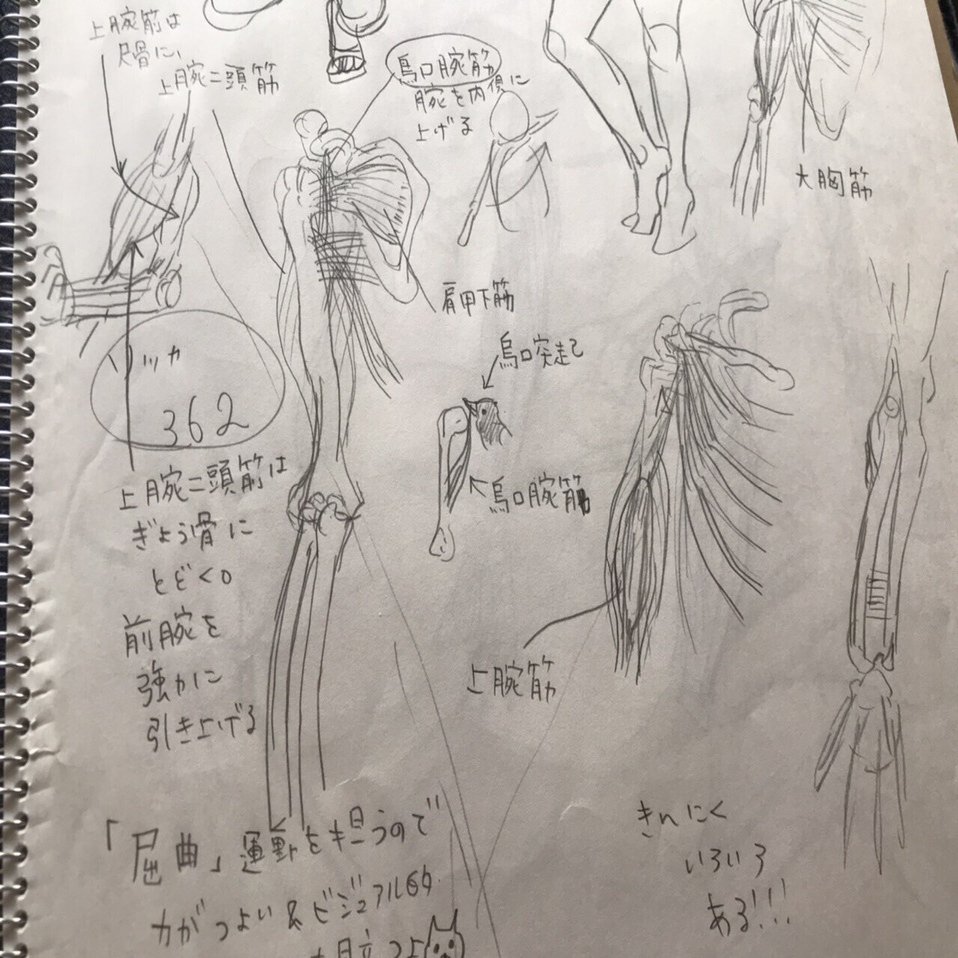 6ヶ月間、毎日クロッキーとかしつつ、6月はソッカの美術解剖学ノート