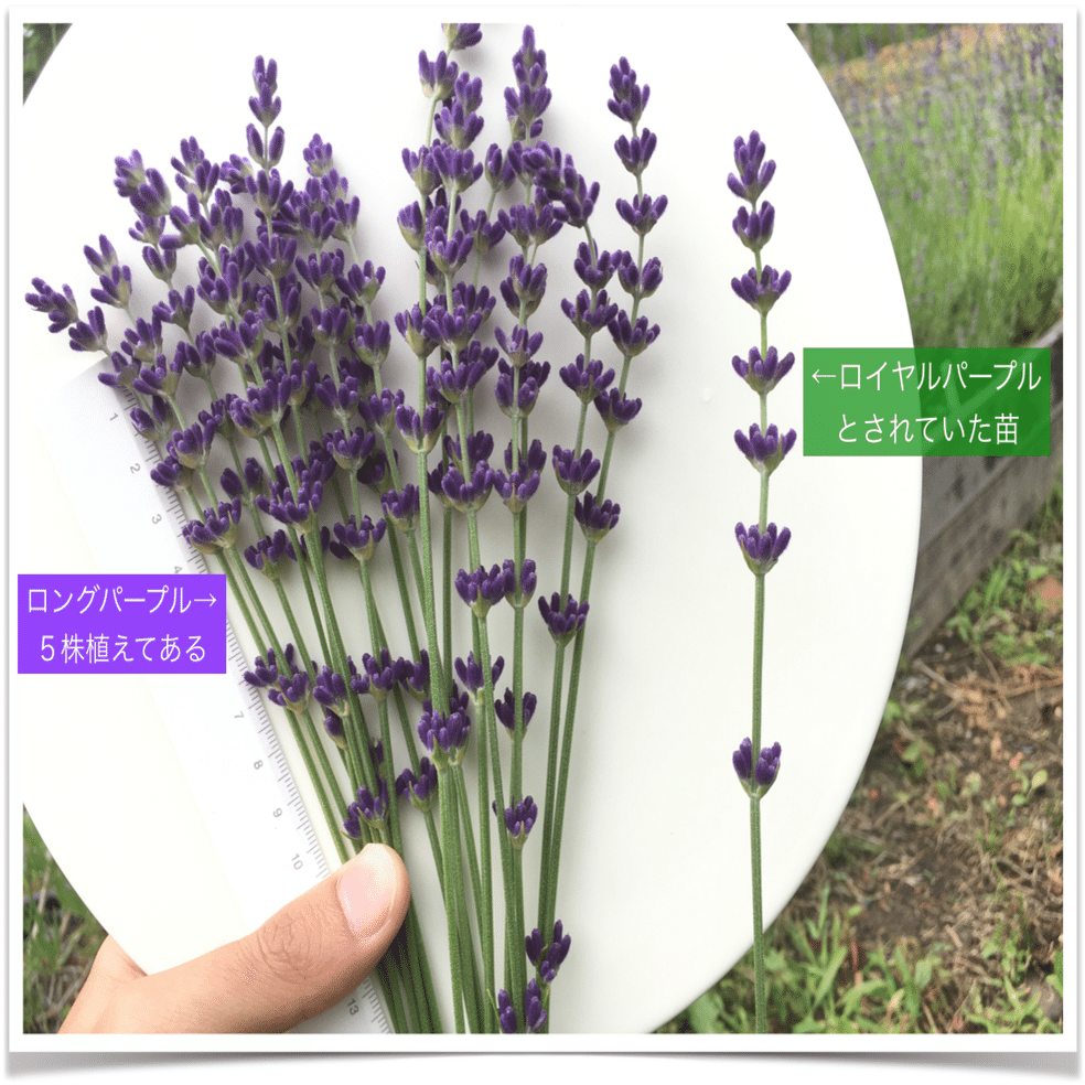 ラベンダー花壇2年目の新事実 エフゲニーマエダ 平成林業 Note