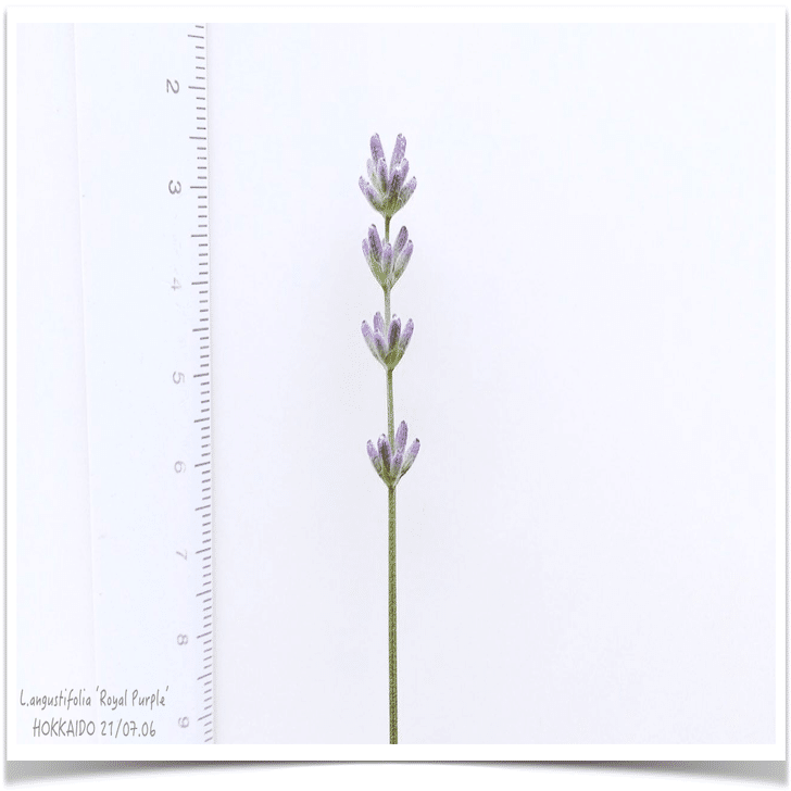 ラベンダー全般 色別花言葉 ピンク 紫 白 花言葉図鑑 花のことだま 人工ラベンダー花2個ブーケパープルラベンダーブーケ現実的なシミュレーション ラベンダー植物 Vladatk Kim Ba