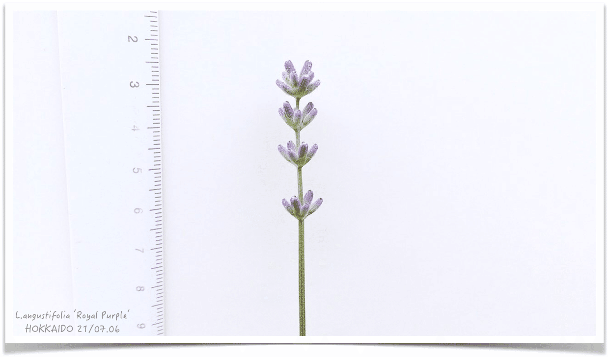 ラベンダー全般 色別花言葉 ピンク 紫 白 花言葉図鑑 花のことだま 人工ラベンダー花2個ブーケパープルラベンダーブーケ現実的なシミュレーション ラベンダー植物 Vladatk Kim Ba ラベンダー全般 色別花言葉 ピンク 紫 白 花言葉図鑑 花のことだま 人工ラベンダー花2個ブーケパープルラベンダーブーケ現実的なシミュレーション ラベンダー植物 Vladatk Kim Ba