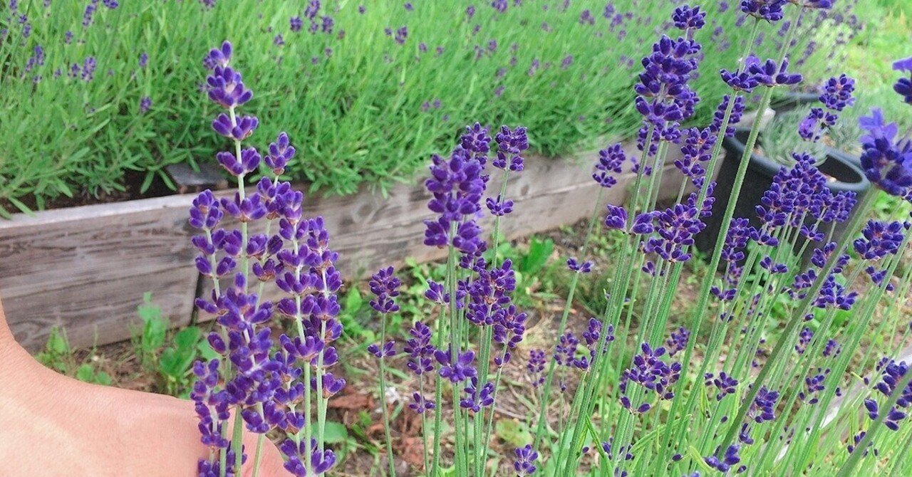 ラベンダー花壇2年目の新事実 エフゲニーマエダ 平成林業 Note ラベンダー花壇2年目の新事実 エフゲニーマエダ 平成林業 Note