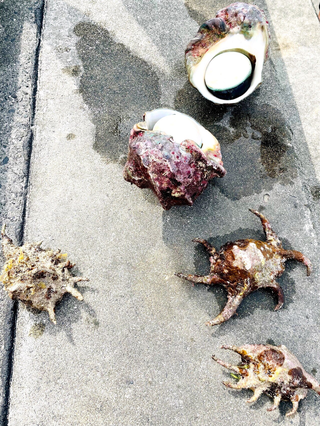 貝 楽天市場】アカイトマキガイ【貝】 : 健商