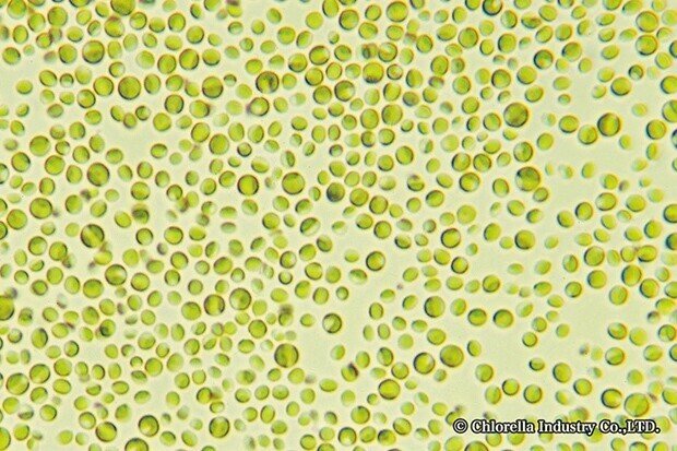 クロレラ細胞顕微鏡写真コピーライトnote用