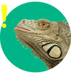 爬虫類イラスト の新着タグ記事一覧 Note つくる つながる とどける 爬虫類イラスト の新着タグ記事一覧 Note つくる つながる とどける