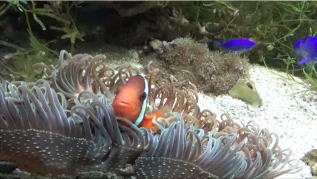 故郷救いたい 愛媛の女子高生が開発中のクリームとは ニュースが少しスキになるノート From Tbs Note