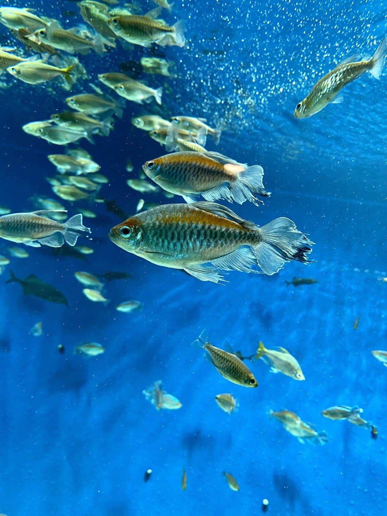 先日出会った 水族館の生き物たち ちゃわんむし Note 先日出会った 水族館の生き物たち ちゃわんむし Note